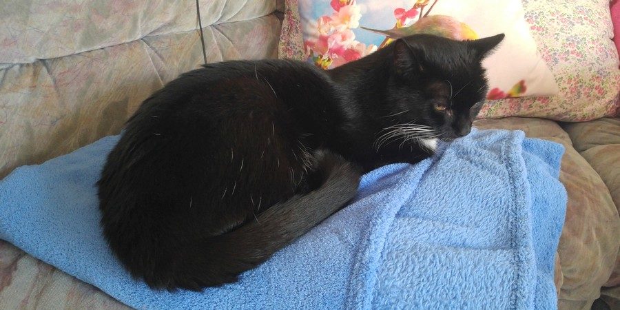 Baghira, eine schwarze Katze liegt auf einer hellblauen Decke auf dem Sofa